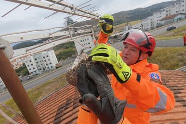 Corpo de Bombeiros resgata coruja presa em linha com cerol no telhado de resid&ecirc;ncia