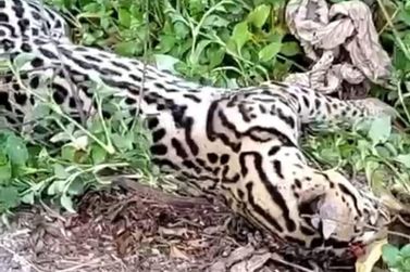 Jaguatirica &eacute; localizada sem vida &agrave;s margens de estrada entre MG e SP