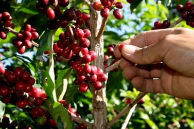 Chuvas retardam a colheita de caf&eacute; em Andradas e regi&atilde;o