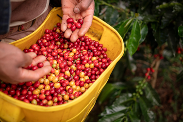 Curso de comercializa&ccedil;&atilde;o de caf&eacute; ser&aacute; realizado em Andradas 