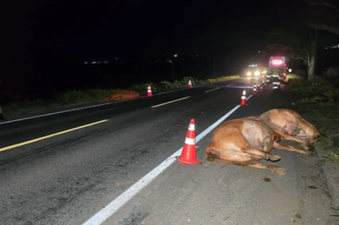 Quatro animais morrem ap&oacute;s colis&atilde;o com caminh&atilde;o na Rodovia do Contorno