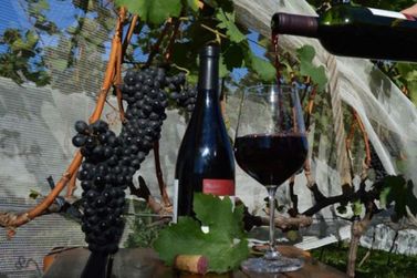 Vinhos de inverno: safra deve render 4,5 mil toneladas de uvas vin&iacute;feras