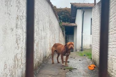 Pit Bulls s&atilde;o resgatados ap&oacute;s den&uacute;ncias de maus-tratos e risco &agrave; popula&ccedil;&atilde;o