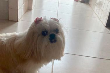 Procura-se Mia: cachorrinha desaparecida no Portal da Mantiqueira