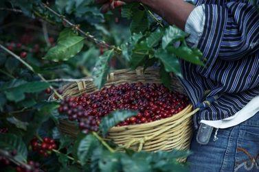 Andradas promove curso gratuito para produtores sobre comercializa&ccedil;&atilde;o de caf&eacute;