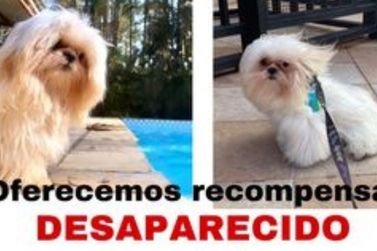 Pets desaparecidos em Atibaia: toda ajuda é bem-vinda! Você viu o Dudu?!