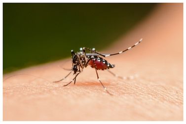 Atibaia adota medidas de drones e advertência a moradores no combate a dengue