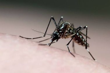 Atibaia declara estado de emergência frente à epidemia de dengue