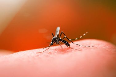 Atibaia lança centro de atendimento de dengue para combater surto
