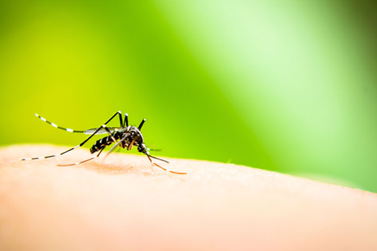 Dengue 2024: Guia de perguntas e respostas sobre a epidemia