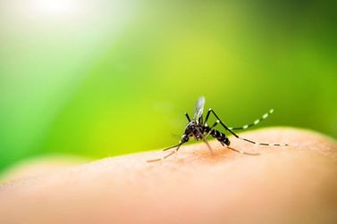 Atibaia enfrenta surto de dengue com mais de 2 mil casos confirmados