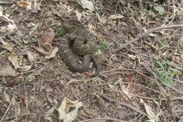  Milit&atilde;o pede aten&ccedil;&atilde;o na zeladoria ap&oacute;s cascavel ser vista em creche de Atibaia