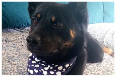 Voc&ecirc; viu o Leleco? C&atilde;o desaparece em Atibaia e fam&iacute;lia pede ajuda