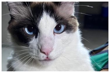 Fam&iacute;lia procura por gato desaparecido em Atibaia e pede ajuda nas redes sociais