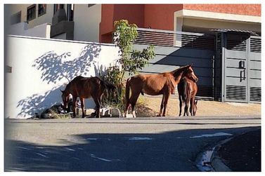 Tr&ecirc;s cavalos s&atilde;o vistos soltos no Jardim Paulista em Atibaia