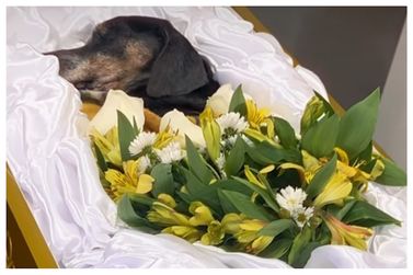 Cachorro recebe vel&oacute;rio pet em cerim&ocirc;nia in&eacute;dita na regi&atilde;o