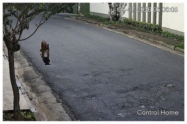 C&acirc;mera flagra animal parecido com on&ccedil;a-parda andando por rua de Atibaia