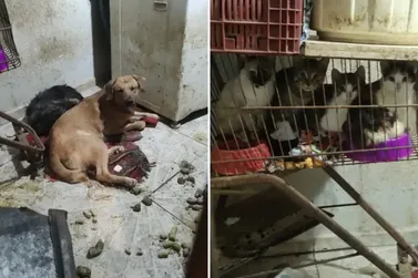 Fiscaliza&ccedil;&atilde;o resgata animais e encontra c&atilde;o morto em resid&ecirc;ncia de Atibaia