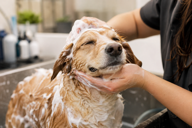 Pets com pele sens&iacute;vel precisam de aten&ccedil;&atilde;o especial na hora do banho em Atibaia