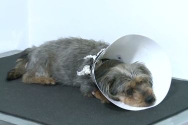 Homem que cometeu maus-tratos contra cachorro em Atibaia &eacute; solto ap&oacute;s audi&ecirc;ncia