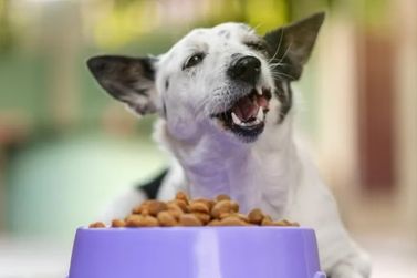 Atibaia avan&ccedil;a em projeto para cria&ccedil;&atilde;o de banco de ra&ccedil;&atilde;o e insumos para animais