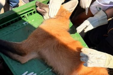 Bragan&ccedil;a captura lobo-guar&aacute; em &aacute;rea urbana; Atibaia tamb&eacute;m registrou avistamentos
