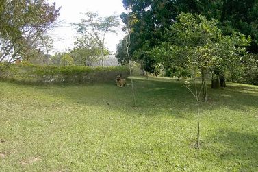 Ch&aacute;cara &agrave; venda - CH&Aacute;CARAS FERN&Atilde;O DIAS