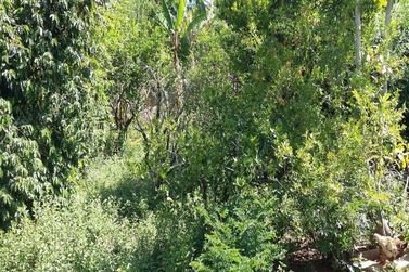 Terreno &agrave; venda - 600m&sup2; - Jardim dos Pinheiros