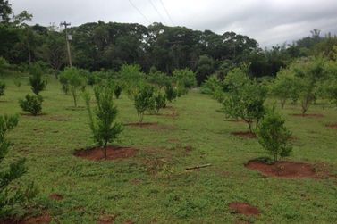 S&iacute;tio &agrave; venda - 810m&sup2; - Jardim Maracan&atilde;