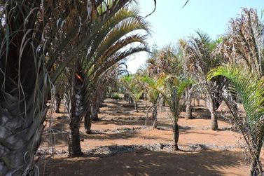 Ch&aacute;cara &agrave; venda - 450m&sup2; - CAETETUBA