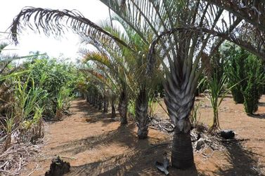Ch&aacute;cara &agrave; venda - 450m&sup2; - CAETETUBA