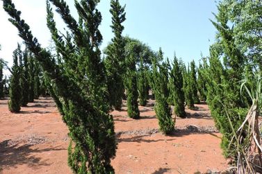 Ch&aacute;cara &agrave; venda - 450m&sup2; - CAETETUBA