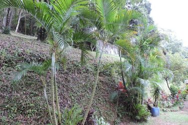 S&iacute;tio &agrave; venda - 200m&sup2; - CAMPO LARGO