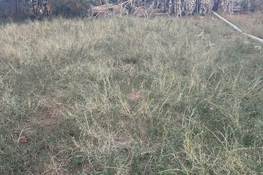 Terreno &agrave; venda - 250m&sup2; - Ros&aacute;rio