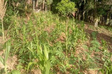 Ch&aacute;cara &agrave; venda - IARA