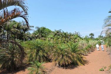 Ch&aacute;cara &agrave; venda - 450m&sup2; - CAETETUBA