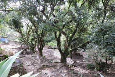 S&iacute;tio &agrave; venda - 200m&sup2; - CAMPO LARGO