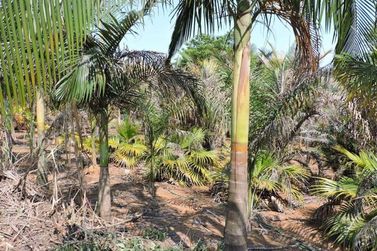 Ch&aacute;cara &agrave; venda - 450m&sup2; - CAETETUBA