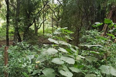 Terreno &agrave; venda - 980m&sup2; - ATIBAIA BELVEDERE