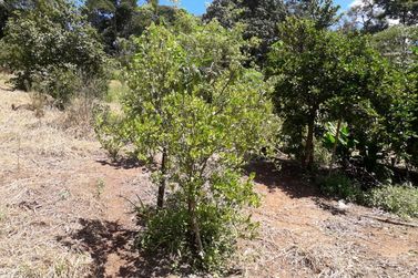 Ch&aacute;cara &agrave; venda - 6000m&sup2; - atibaia