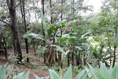 S&iacute;tio &agrave; venda - 200m&sup2; - CAMPO LARGO