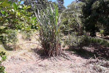 Ch&aacute;cara &agrave; venda - 6000m&sup2; - atibaia
