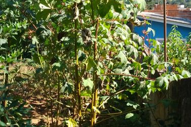 Terreno &agrave; venda - 283m&sup2; - JARDIM DO TREVO
