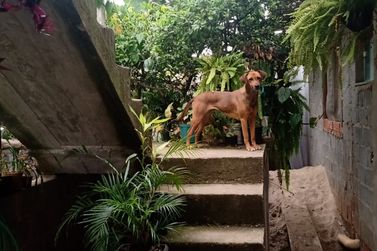 Casa &agrave; venda - JARDIM EST&Acirc;NCIA BRASIL