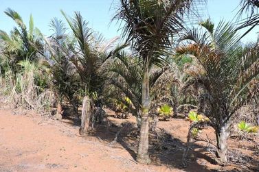 Ch&aacute;cara &agrave; venda - 450m&sup2; - CAETETUBA