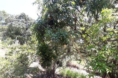 Ch&aacute;cara &agrave; venda - 6000m&sup2; - atibaia