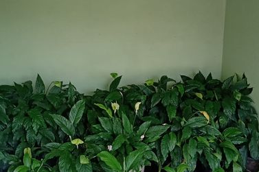 Casa &agrave; venda - HORTENCIA