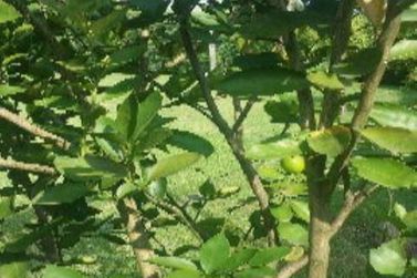 Ch&aacute;cara &agrave; venda - 1000m&sup2; - Ch&aacute;caras Maring&aacute;