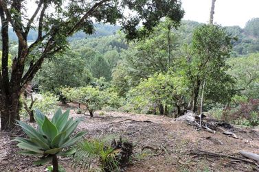S&iacute;tio &agrave; venda - 200m&sup2; - CAMPO LARGO