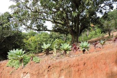 S&iacute;tio &agrave; venda - 200m&sup2; - CAMPO LARGO